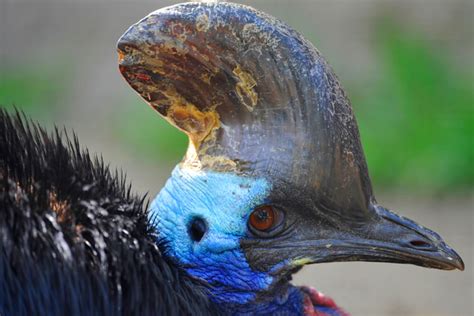 Cassowary | San Diego Zoo Animals & Plants