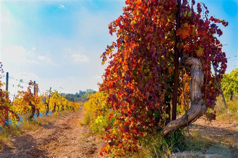 Castilla La Mancha prevé un plan regional vitivinícola ...