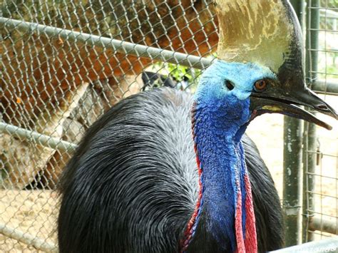 Casuari   Dehiwala Zoo SL | Flickr   Photo Sharing!