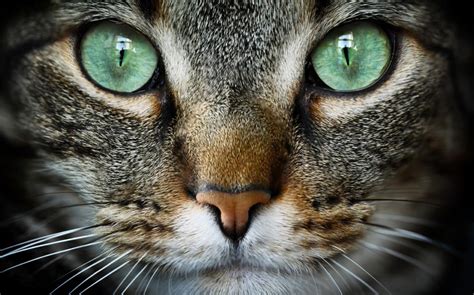 Cat Lovers: Get Microsoft s free Cat Expressions Windows ...