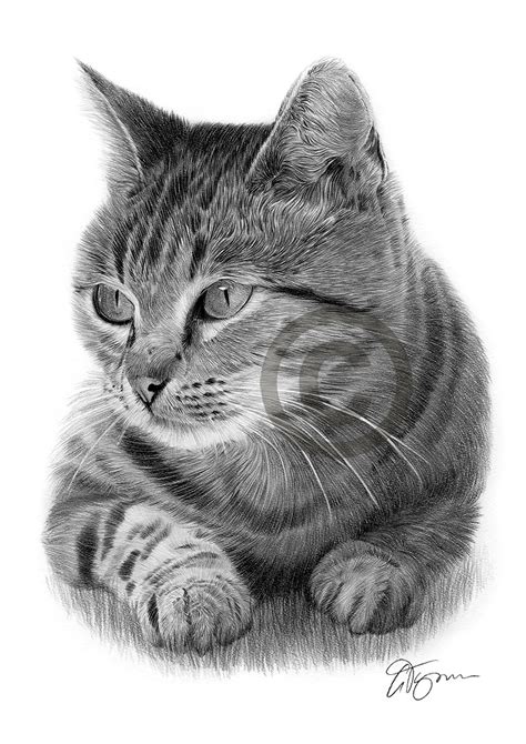 CAT pencil drawing art print A3 / A4 sizes signed by UK ...