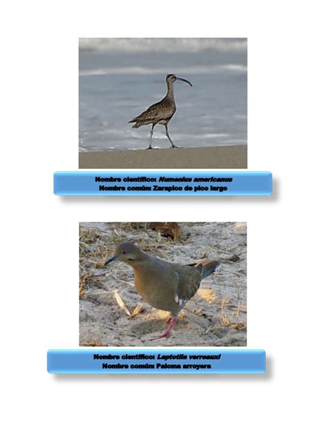 Catalogo aves costeras nuxco.pdf