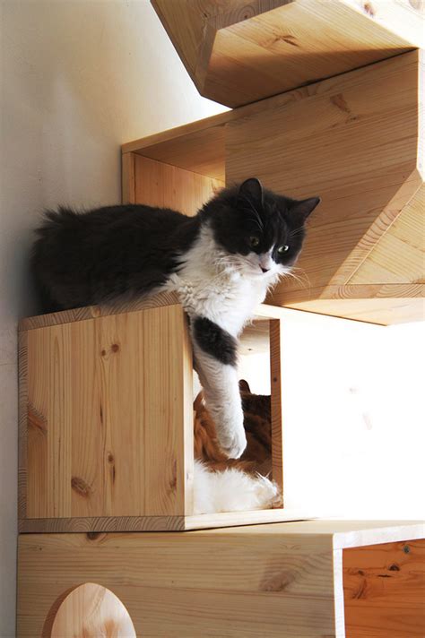 Catissa una casa modular para gatos | Maria victrix