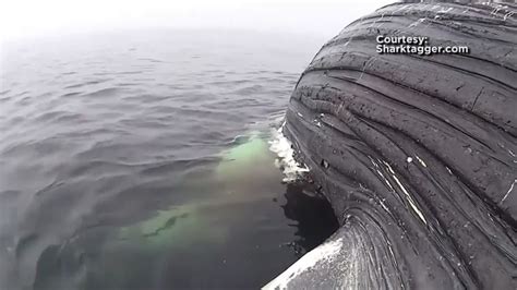 Caught on Camera: Shark Eats Giant Whale   YouTube