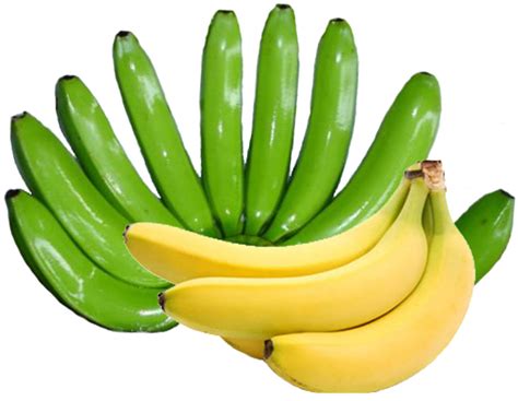 Cavendish Banana Import Export Is Very Lucrative | fyi.