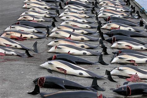 Caza de ballenas en las Islas Feroe   Wikipedia, la ...