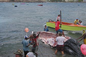 Caza de ballenas   Wikipedia, la enciclopedia libre