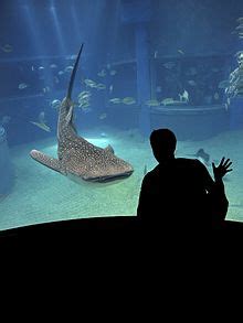 Caza de tiburones   Wikipedia, la enciclopedia libre