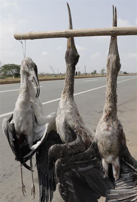 Caza y venta, a pie de carretera, de aves silvestres ...