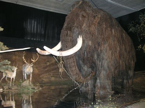 Cazadores de mamuts  en el Museo Nacional | Radio Prague International