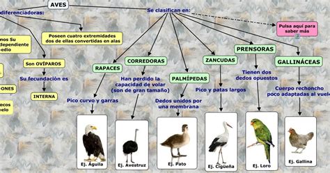 CCNN 2010: Clasificación de las aves