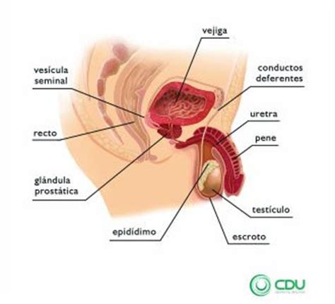 CDU » Centro de Urología