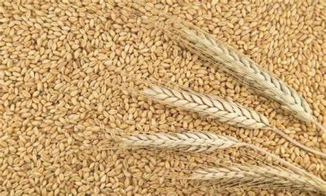 Cebada con precio similar al trigo | Agrofy News