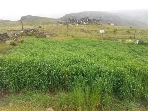Cebada forrajera variedad Centenario sembrada y cosechada a 4310 msnm ...