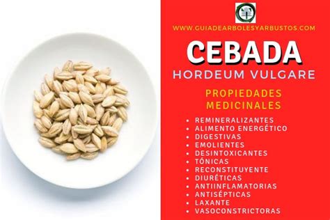 Cebada, Hordeum vulgare