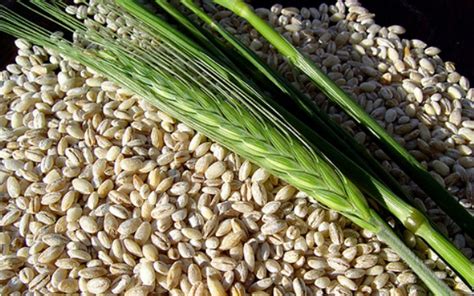 Cebada: Un cereal del futuro? – Universidad Agrícola