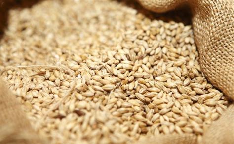 Cebada: un cereal nutritivo lleno de beneficios | NARANJAS CORBERA