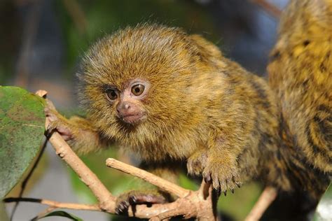 cebuella pygmaea | Primates, Animals, Critter