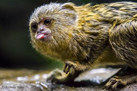 Cebuella pygmaea / Pygmy marmoset / Карликовая игрунка / D… | Flickr
