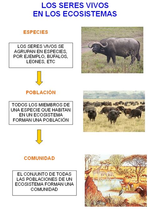 CEIP MIGUEL DE CERVANTES: Unidad 3:  Ecosistemas y medio ...