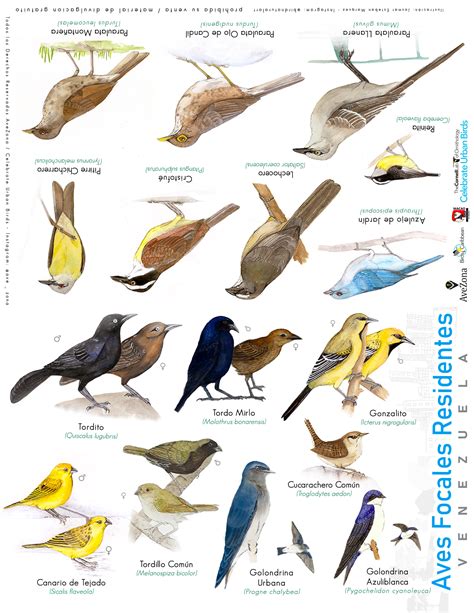 Celebra las Aves Venezuela | Celebrate Urban Birds
