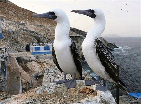 Celebran el retorno de dos especies de aves a islas guaneras del ...