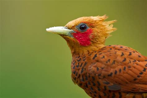 Celeus castaneus | Pájaro carpintero, Aves