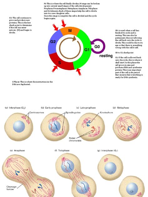 Cell Cycle. | Mitosis | Cell Cycle