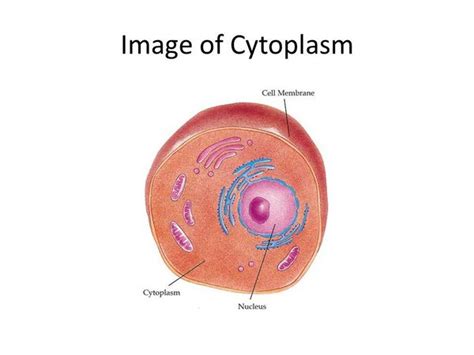 Cell Cytoplasm: Definition, Structure and Functions