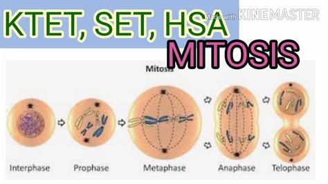 CELL DIVISION  Mitosis   YouTube