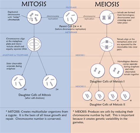 Cell Division part 3: Grade 9 Understanding of Meiosis for ...
