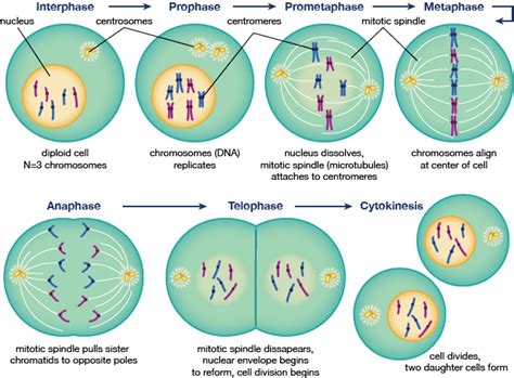 CELL DIVISION PROCESS  MITOSIS