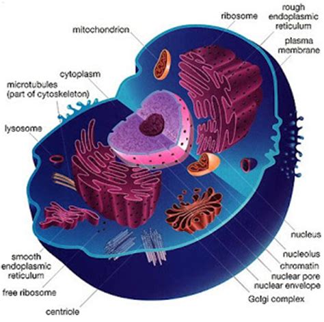Cell membrane animal cell ~ Geoweek s