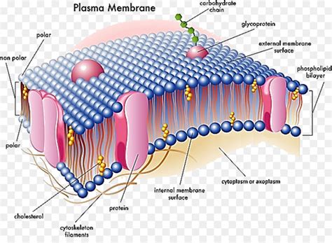 Cell membrane Biological membrane Nuclear envelope   polar ...