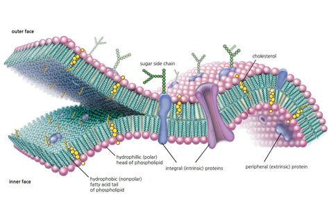 Cell Membrane Function and Structure
