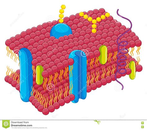 Cell Membrane In Closer Look Stock Vector   Illustration ...