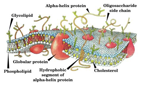 Cell membrane   Simple English Wikipedia, the free ...