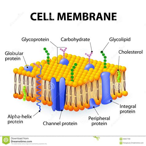 Cell membrane stock vector. Illustration of cell, integral ...