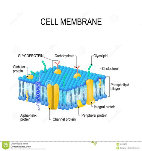 Cell membrane stock vector. Illustration of channel, cell ...