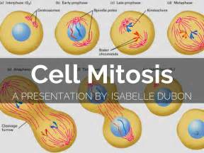 Cell Mitosis by famfirst