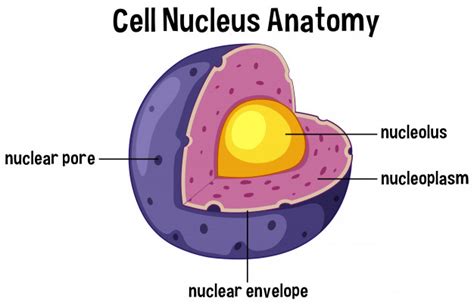 Cell nucleus anatomy diagram | Premium Vector