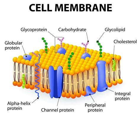 Cell Organelles   BIOLOGY JUNCTION