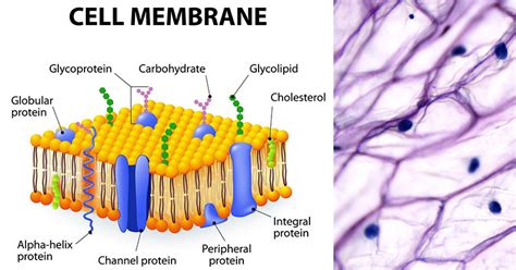 Cell  Plasma  Membrane  Structure, Composition, Functions