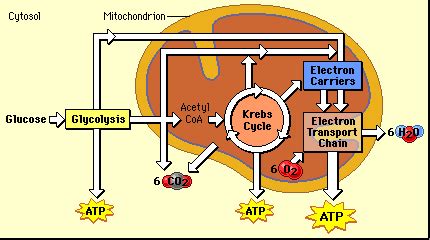 Cell Respiration Part 1: Anaerobic Respiration  Glycolysis ...