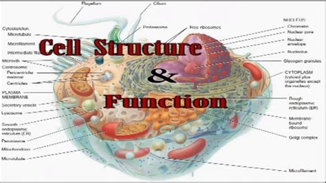 cell structure & function for AIPMT,BHU,AIIMS   YouTube