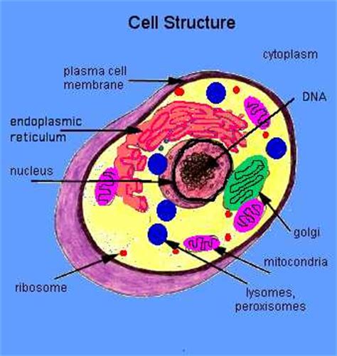 Cell Structures