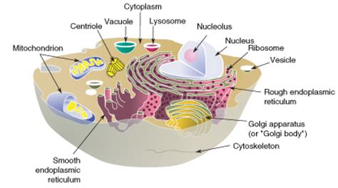 Cell Structures ‹ OpenCurriculum