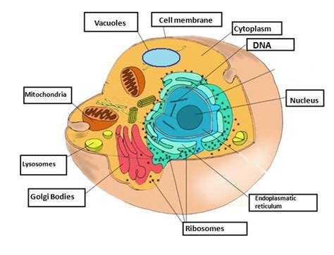 Cell structures | SCIENCE