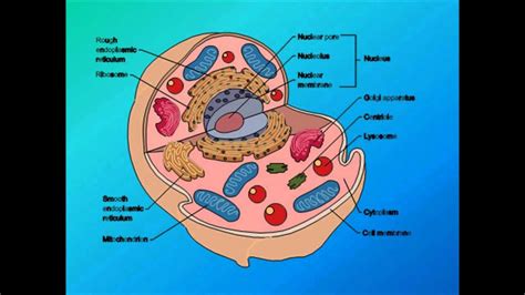Cell Theory and Organelles   YouTube