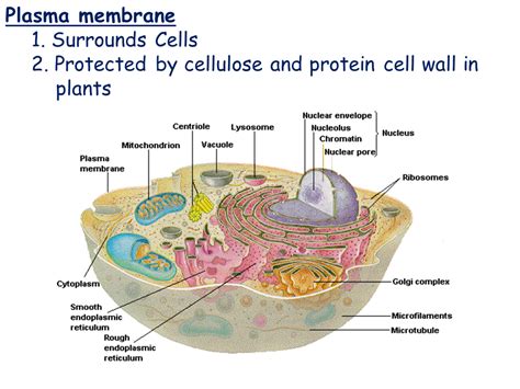 Cell Types and Cell Structure   Presentation Biology